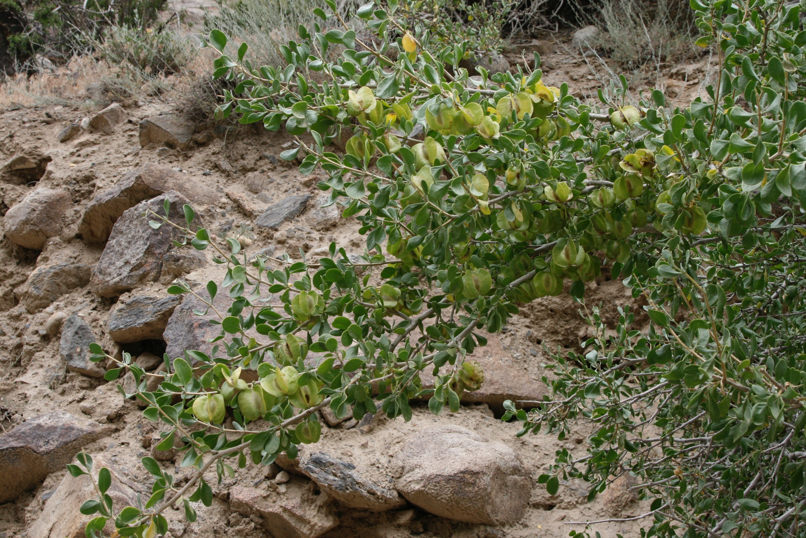 درختچه قیچ